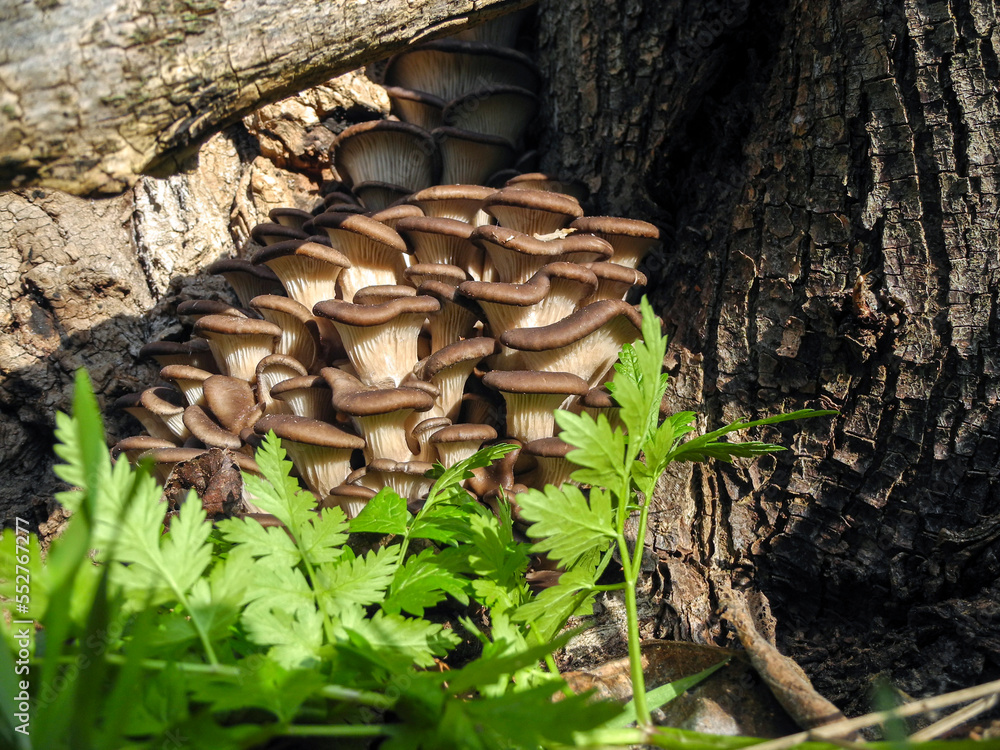 Oyster mushrooms, a large family of mushrooms growing on the bark of a tree in the green leaves of chervil Oyster mushrooms, a large family of mushrooms growing on the bark of a tree in the green leaves of chervil