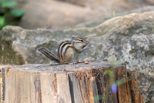 Tamias sibiricus, Siberian Chipmunk. photo