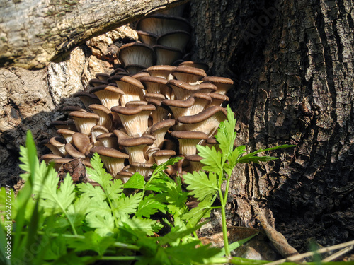 Oyster mushrooms, a large family of mushrooms growing on the bark of a tree in the green leaves of chervil