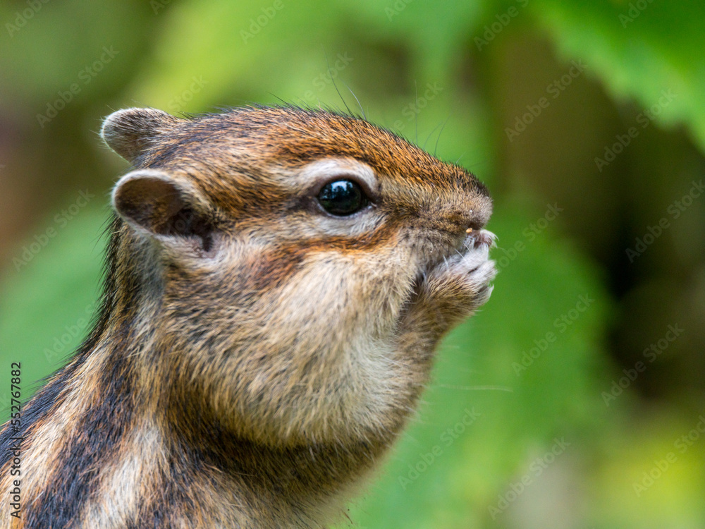 Fototapeta premium Tamias sibiricus, Siberian Chipmunk.
