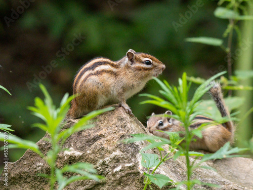 Tamias sibiricus, Siberian Chipmunk.