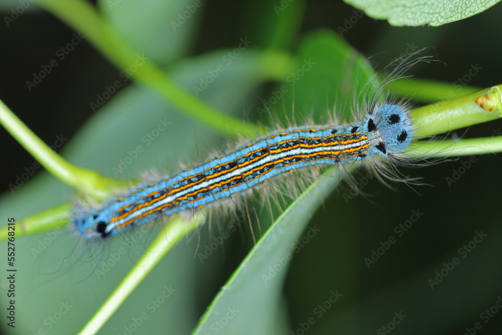 Lackey moth caterpillar, larva (Malacosoma neustria) on the leaves of pear trees in the orchard. Lackey moth caterpillar, larva (Malacosoma neustria) on the leaves of pear trees in the orchard.