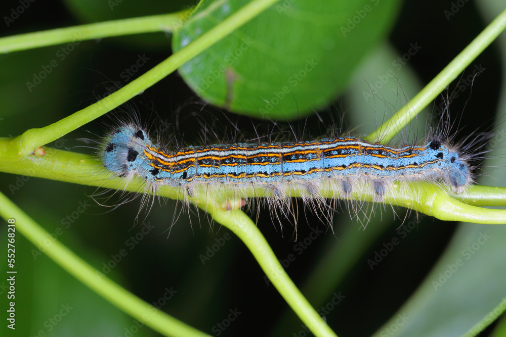 Lackey moth caterpillar, larva (Malacosoma neustria) on the leaves of pear trees in the orchard. Lackey moth caterpillar, larva (Malacosoma neustria) on the leaves of pear trees in the orchard.