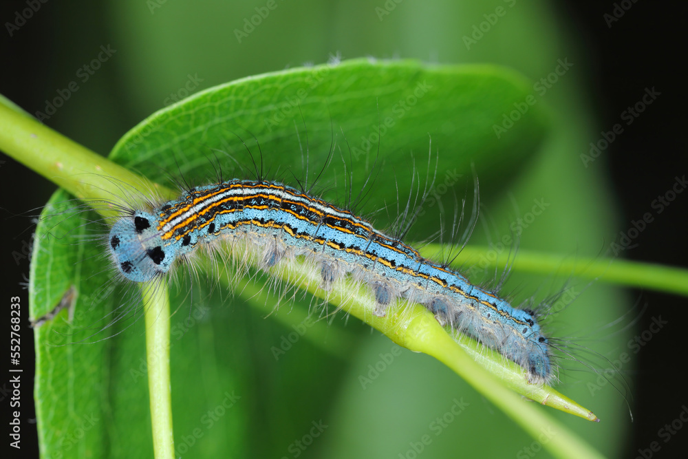Lackey moth caterpillar, larva (Malacosoma neustria) on the leaves of pear trees in the orchard. Lackey moth caterpillar, larva (Malacosoma neustria) on the leaves of pear trees in the orchard.