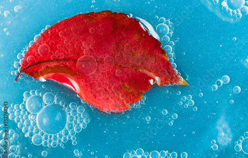 red leaf in water