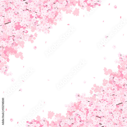 満開の桜 フレーム・背景素材（正方形）