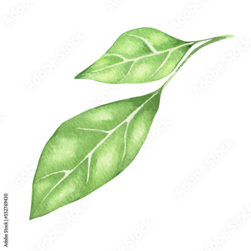Watercolor illustration of green leaves. Watercolor green branches. isolated. Can be used as being an element in the decorative design of invitation, wedding or greeting cards.