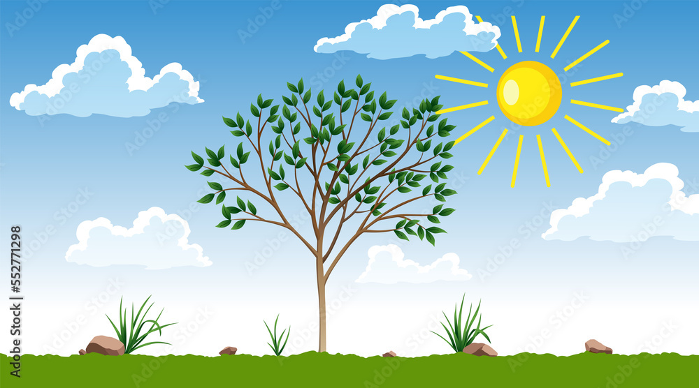 Photosynthesis process. Tree produce oxygen using rain and sun. Process of photosynthesis in plant. Colorful image for education in flat style Photosynthesis process. Tree produce oxygen using rain and sun. Process of photosynthesis in plant. Colorful image for education in flat style