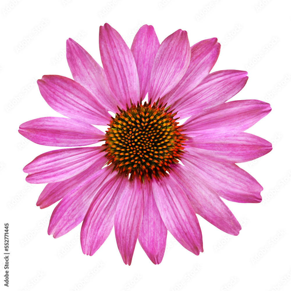 Echinacea  Hintergrund transparent PNG cut out