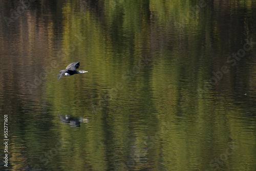 水面の直ぐ上をカワウが飛んでいる池の風景 © FUJIOKA Yasunari