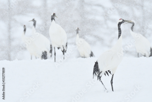 Bird watching, red-crowned crane, in winter