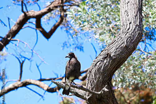 The Australian magpie (Gymnorhina tibicen) at Barry Park lookout, Fingal Bay