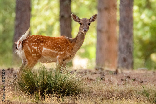 Foto Gamo en el Parque Natural de Cazorla, Segura y Las Villas - Jaén, España