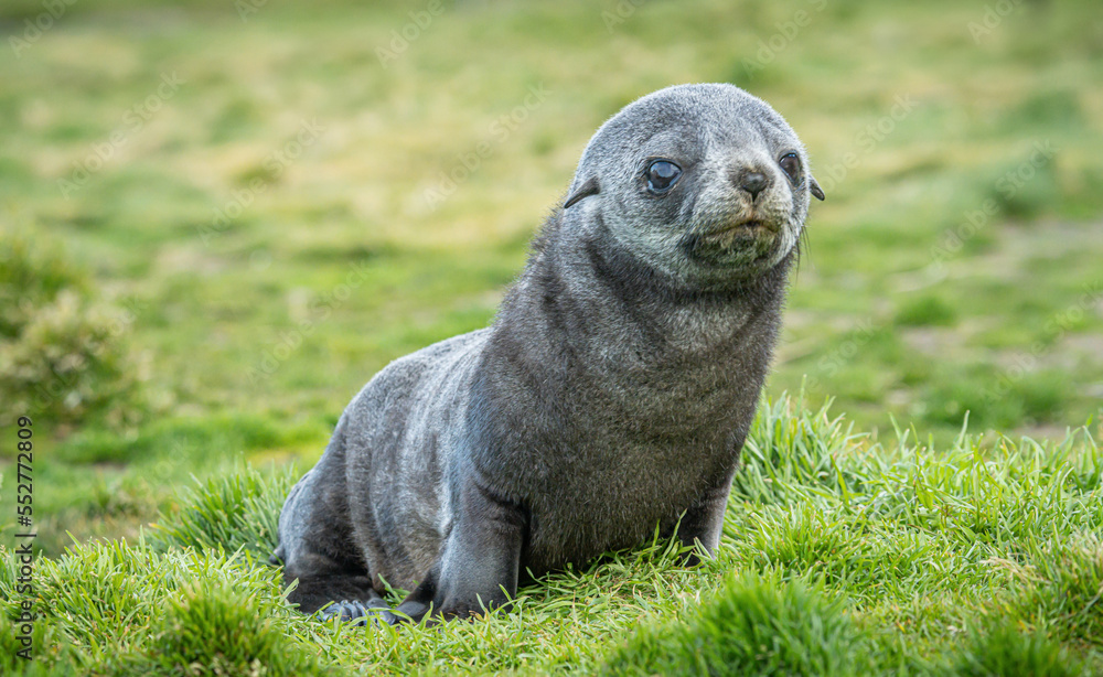 Obraz premium Junger Antarktischer Seebär , antarktisches Pelzrobben - Baby (Arctocephalus gazella) in Südgeorgien in ihrer natürlichen Umgebung