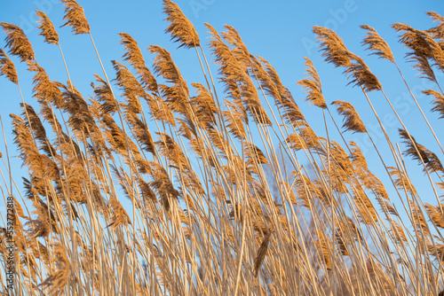 Yellow ears of wild grass and blue sky. Natural background