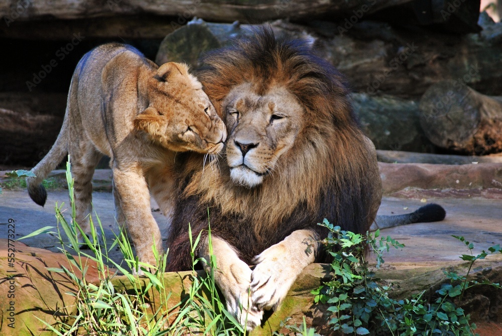 Naklejka premium Feline father love