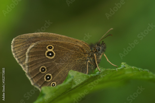 Closeup on the brown ringlet butterfly,Aphantopus hyperantus, sitting in the grass
