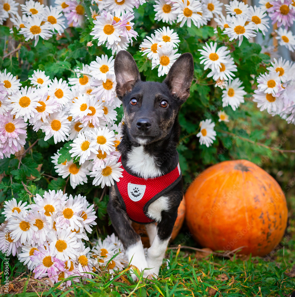 A beautiful black puppy sits in white flowers.
Cute puppy and pumpkin.
A small dog among white chrysanthemums and a large pumpkin.
Funny black dog in a beautiful garden with flowers.