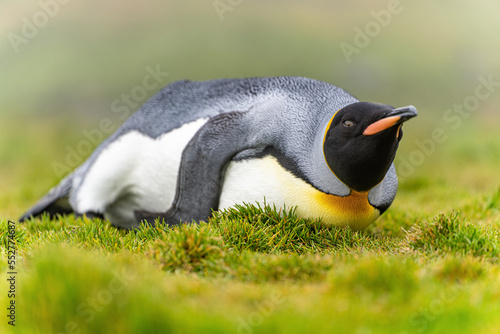 einzelner Königspinguin (APTENODYTES PATAGONICUS) liegt in grünen Gras von Süd Georgien entspannt auf dem Bauch und schaut nach vorn	
 photo