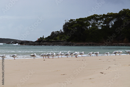 The silver gull (Chroicocephalus novaehollandiae) is the most common gull of Australia. It has been found throughout the continent, but particularly at or near coastal areas. © Jason