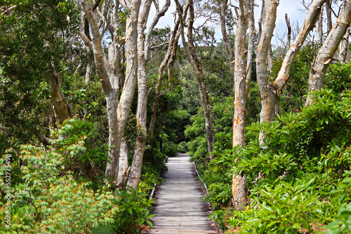 uneven wooden boardwalk leading through paperbark trees and shrubs in Fingal Bay