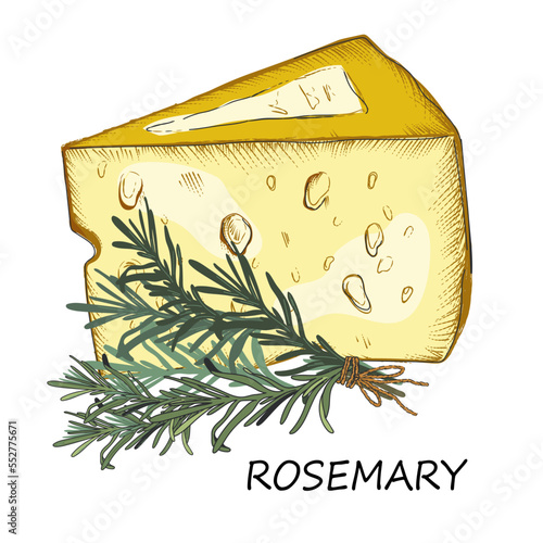 Parmesan cheese and rosemary for food packaging and Italian cuisine products template, hand drawn vector illustration isolated on white. Cuisine of Italy. Parmesan cheese with aromatic herbs.