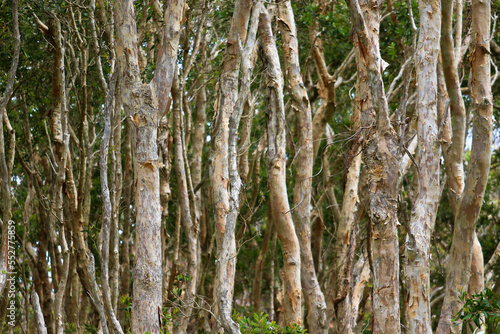 Paperbark tree forest in Fingal Bay, NSW, Australia