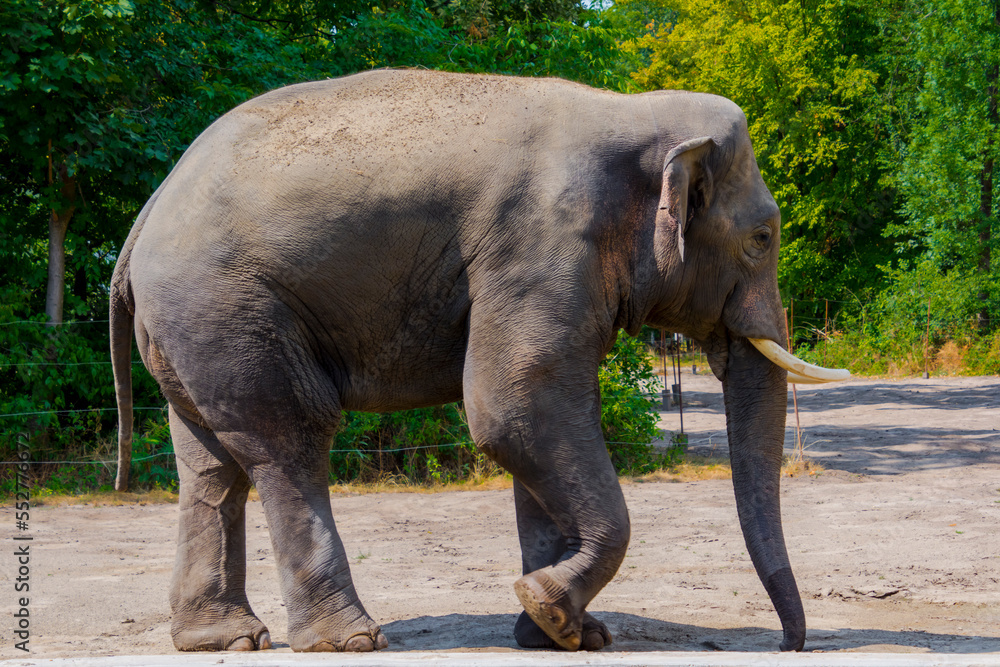 Fototapeta premium Asian elephant bull in a big enclosure in summer