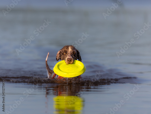 Fototapeta Naklejka Na Ścianę i Meble -  Spanish Water Dog is playing with a frisbbee in the water during summer
