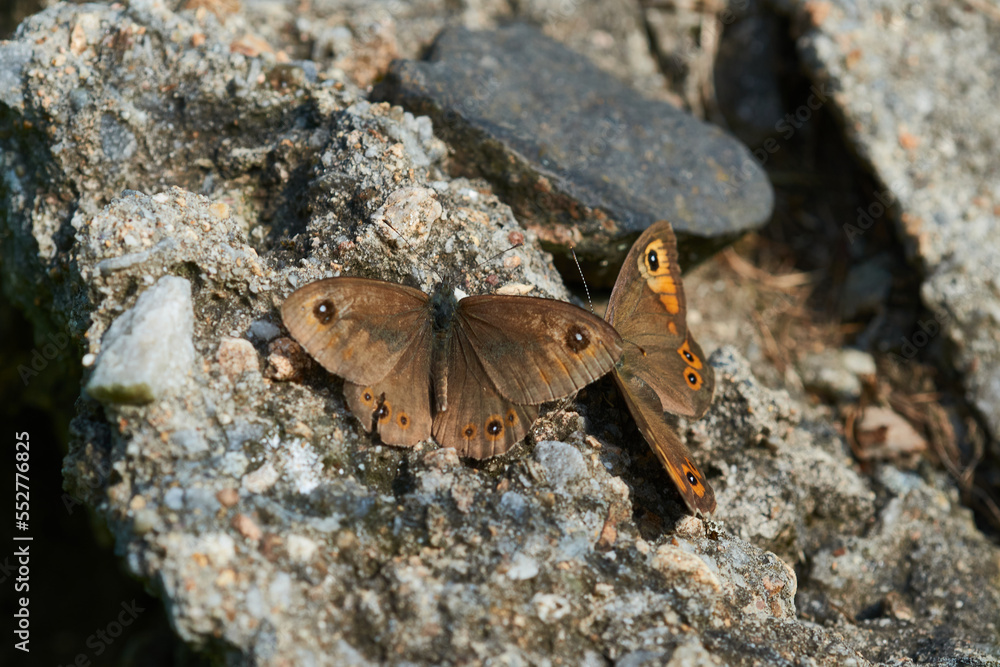 Obraz premium Braunauge (Lasiommata maera) 