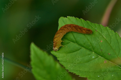 Raupe der Achateule, oder auch Mangoldeule (Phlogophora meticulosa) genannt