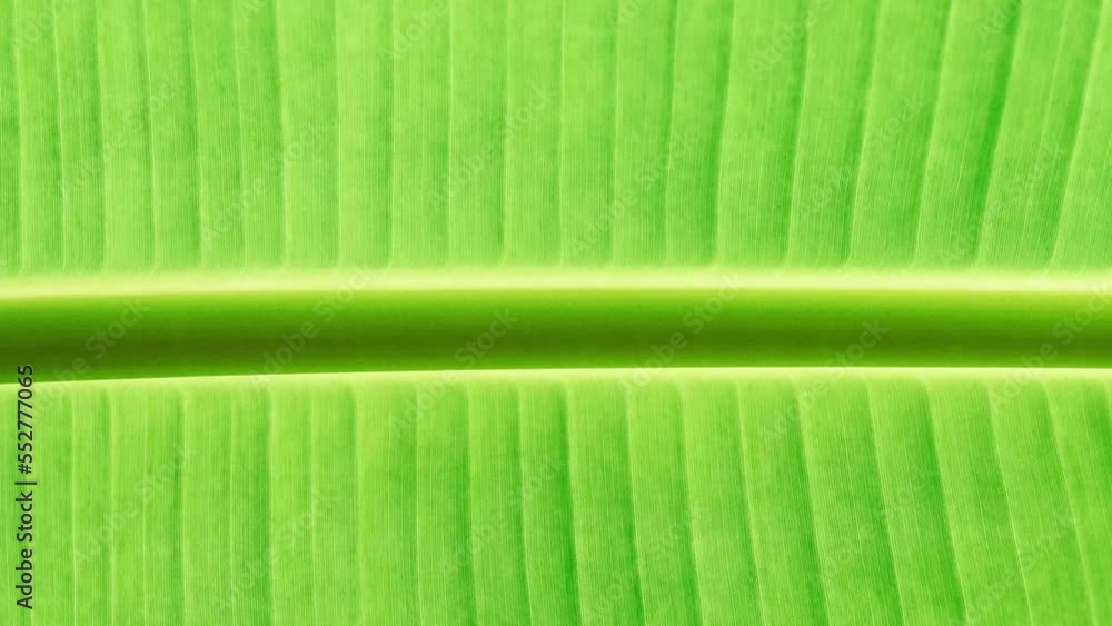 Banana palm leaf texture seamless loop. Big leaf texture. Stock Video ...