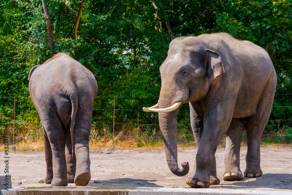 Fototapeta premium Asian elephant bull in a big enclosure in summer