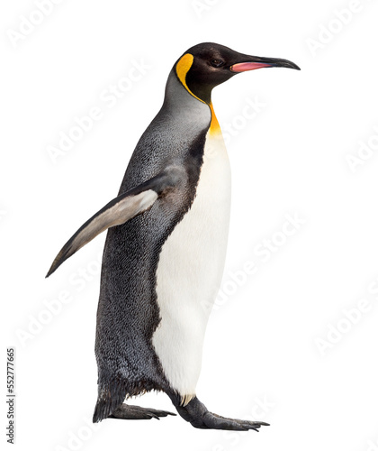Valokuva Transparent Png Penguins - Transparent Background