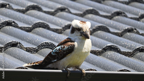 Kookaburras are terrestrial tree kingfishers of the genus Dacelo native to Australia and New Guinea
