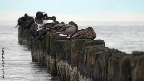 Wasservögel auf einer Buhne an der Ostseeküste photo