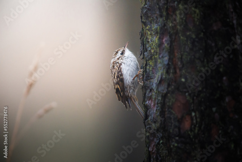 Tree creeping treecreeper