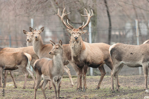 Red deer is one of the largest deer species, and they are relatively easy to identify. A male red deer is called a stag or hart, and a female is called a hind