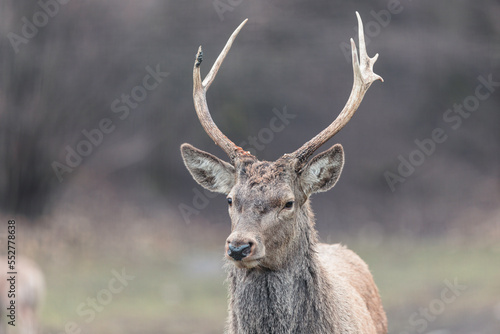 Red deer is one of the largest deer species, and they are relatively easy to identify. A male red deer is called a stag or hart, and a female is called a hind