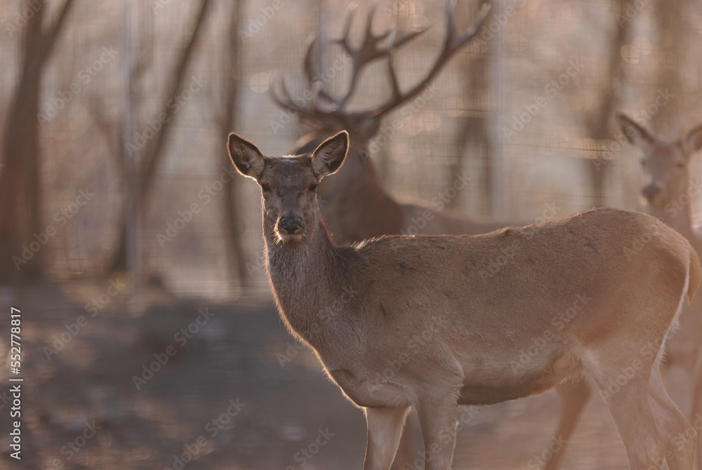 Fototapeta premium A deer or stag is a pretty cool animal, with their large glassy eyes that seem to take everything in, the antlers that grow on their heads and the quickness they are known for