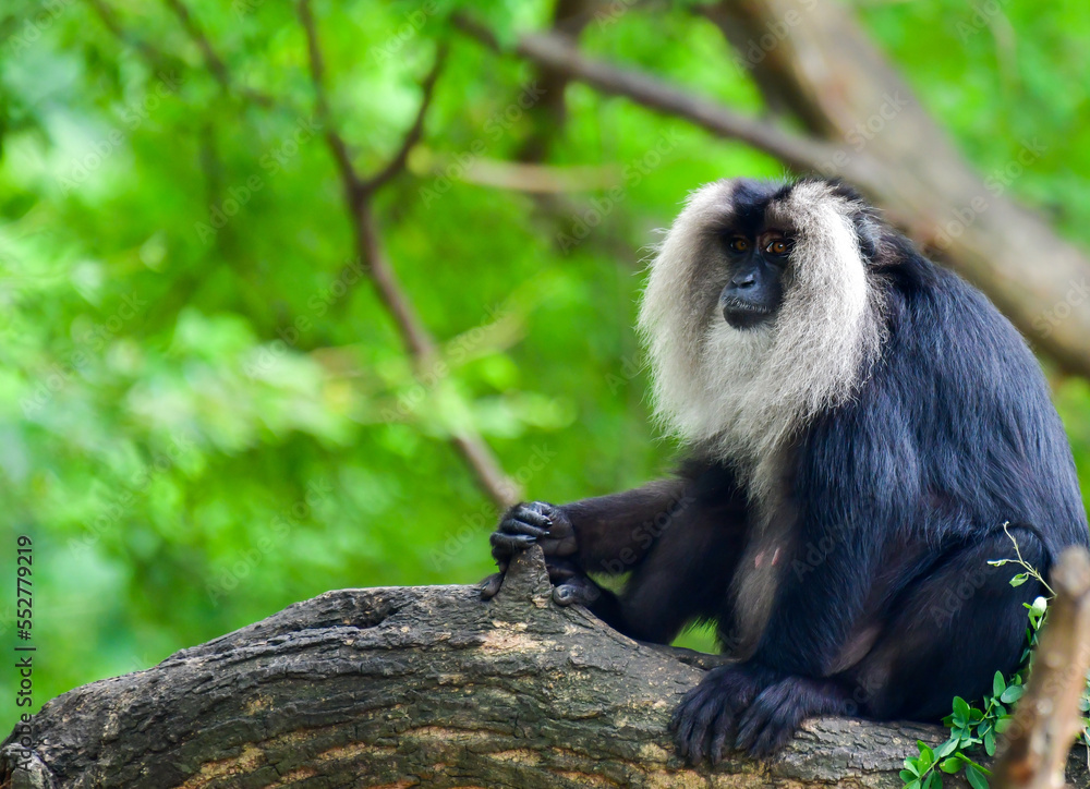 Fototapeta premium Monkey In Black