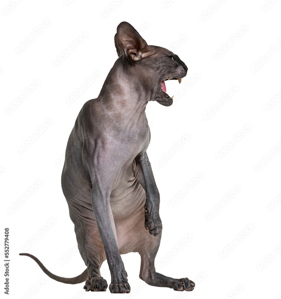 Transparent Png Sphynx - isolated on white Background Stock Photo ...