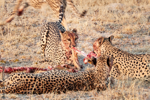 Zwei Geparden streiten sich um ein Beutestück photo