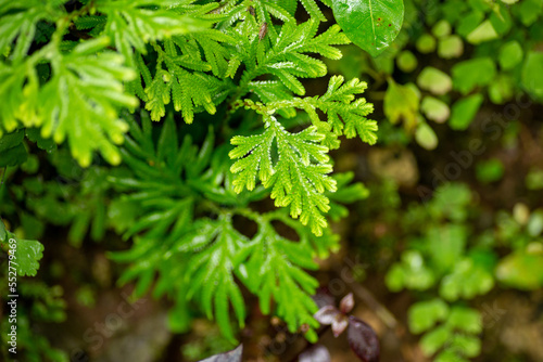A close-up foliage vascular moss called Krauss' spikemoss