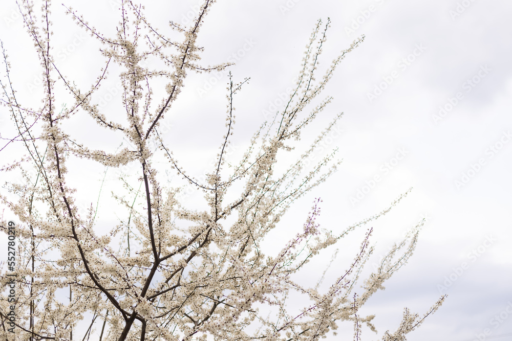 Fruit tree blossoms. Spring beginning background. Bokeh. Fruit tree blossoms. Spring beginning background. Bokeh.