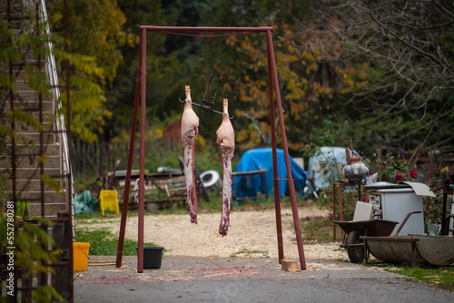 Dead slaughtered Pig hanging on hooks on countryside farm house. 
