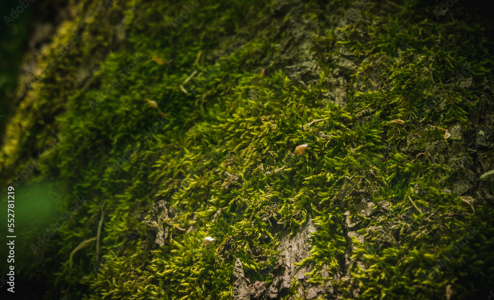 green moss background green moss background