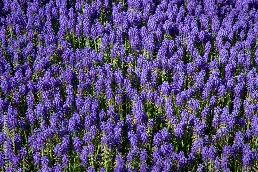Fototapeta premium Purple hyacinth flowers close up