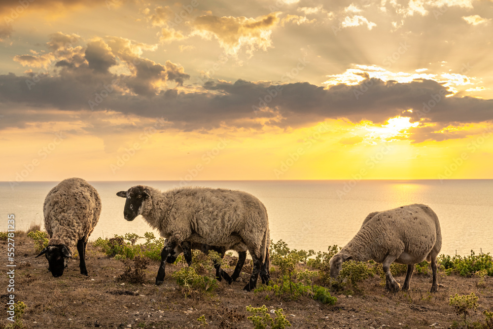 Fototapeta premium Troupeau de moutons en haut des faises au crépuscule