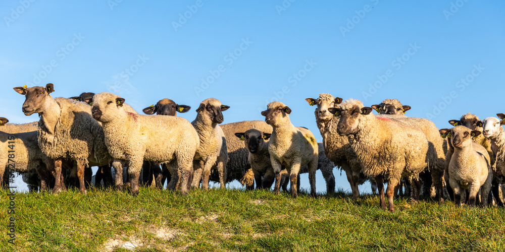 Fototapeta premium Moutons de prés salés en baie de Somme